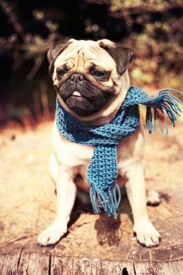 Full Download Fawn Colored Pug in a Blue Scarf Dog Journal: 150 Page Lined Notebook/Diary -  file in ePub
