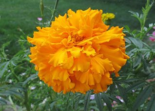 Download Marigold is a species in the daisy family .: Tagetes - W. Tohme file in PDF