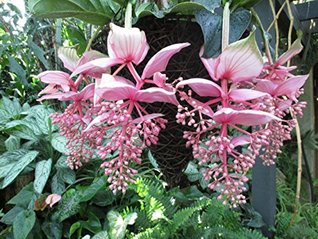 Full Download Medinilla magnifica do well in hanging basket at the garden . - Maya Baron file in ePub