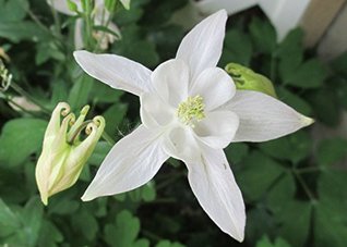 Read Online Columbine is a genus of about 60-70 species of perennial plants .: Aquilegia - Maya Baron | ePub