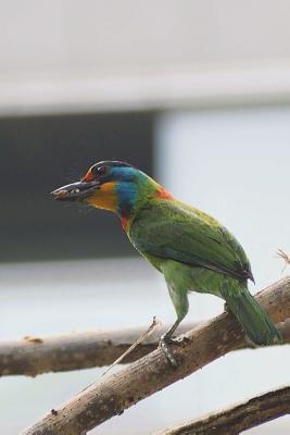 Read Online Muller's Barbet Bird Journal: 150 Page Lined Notebook/Diary -  file in PDF
