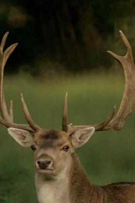 Read Online Portrait of a Reindeer Journal: 150 Lined Notebook/Diary -  file in PDF